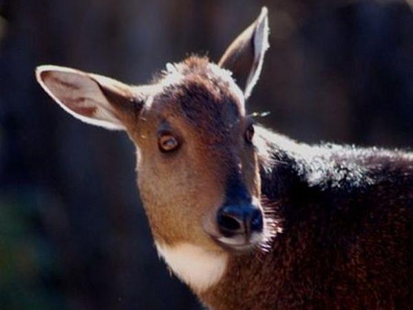 Bhutan walking and wildlife vacation