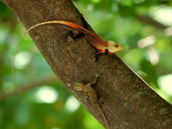 Bhutan walking and wildlife vacation