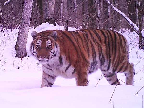 Siberian tiger photography tour