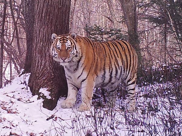Siberian tiger photography tour