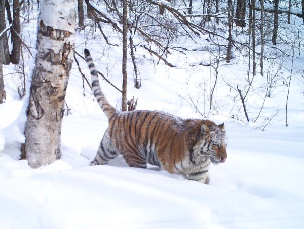 Siberian tiger photography tour
