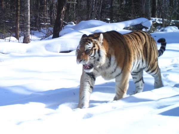 Siberian tiger photography tour