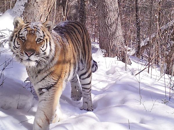 Siberian tiger photography tour