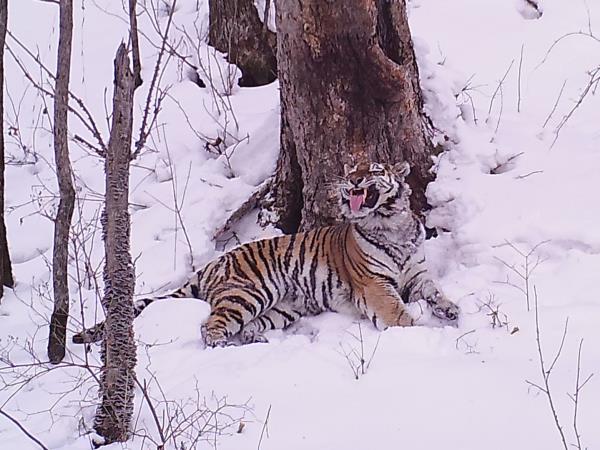 Siberian tiger photography tour