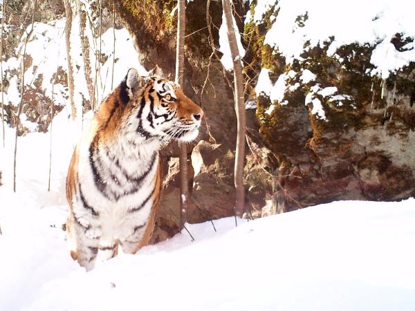 Siberian tiger photography tour
