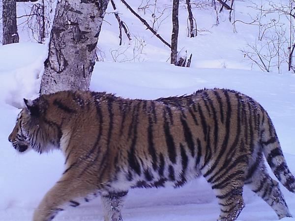 Siberian tiger photography tour