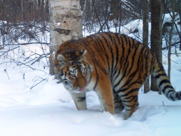 Siberian tiger photography tour