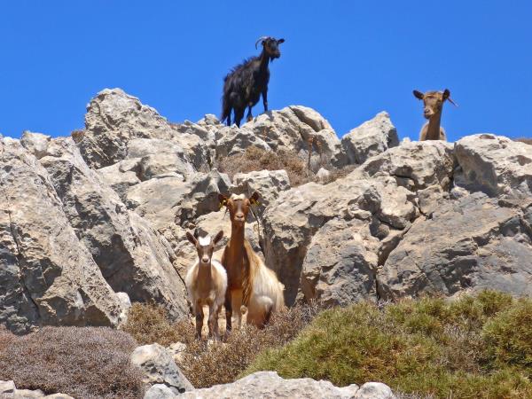 Crete guided hiking vacation