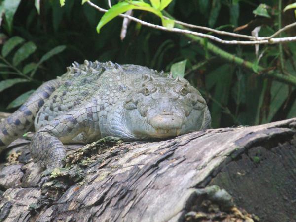 Costa Rica wildlife vacation, Jungles & Beaches