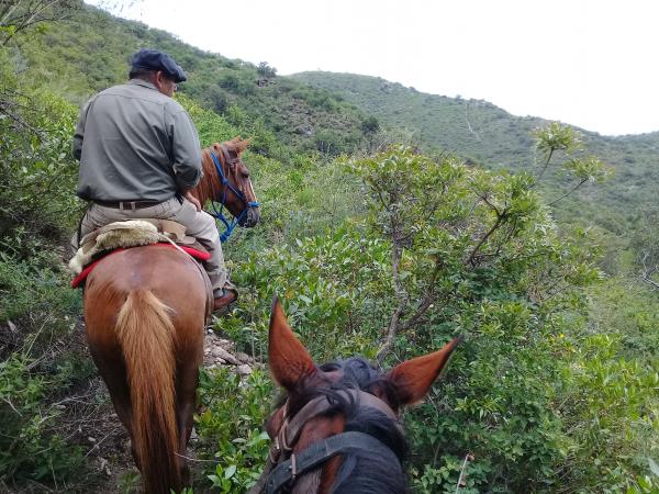 Learn to ride a horse in Argentina
