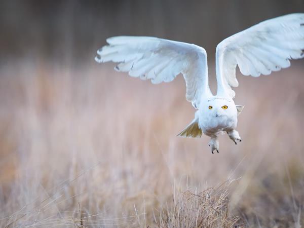 Arctic Canada wildlife vacation, birds, bears & belugas
