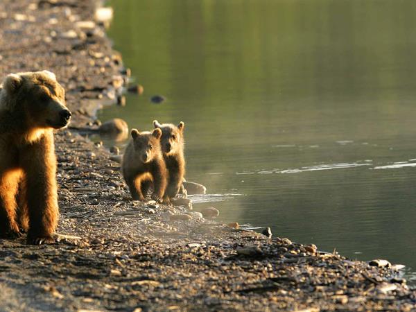 Kodiak bear tracking tour in Alaska