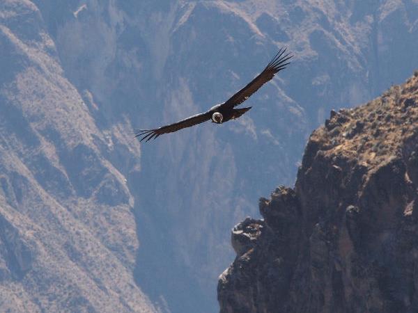Peru highlights tour