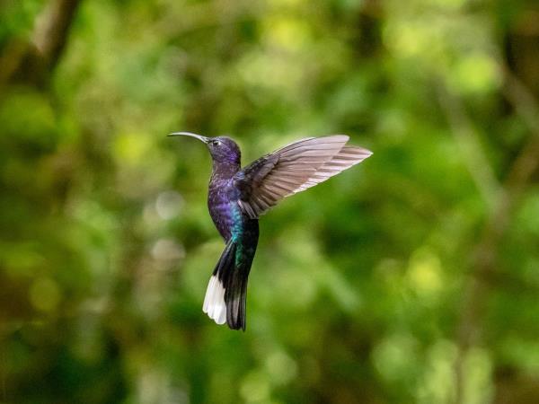 Tailor made Costa Rica highlights vacation