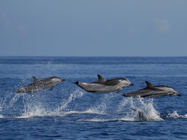 Swimming with wild dolphins in the Azores