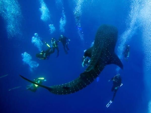 Coral reef conservation in Belize