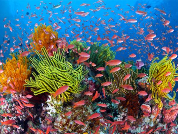 Coral reef conservation in Belize