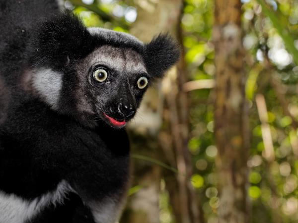 Madagascar Lemurs safari, tailor made