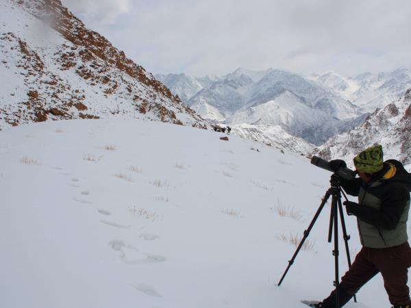 Snow leopard tracking in Ladakh, India