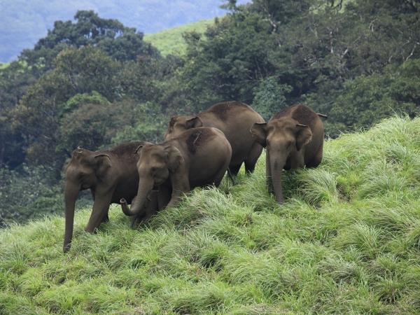 Tamil Nadu and Kerala tour, private departure