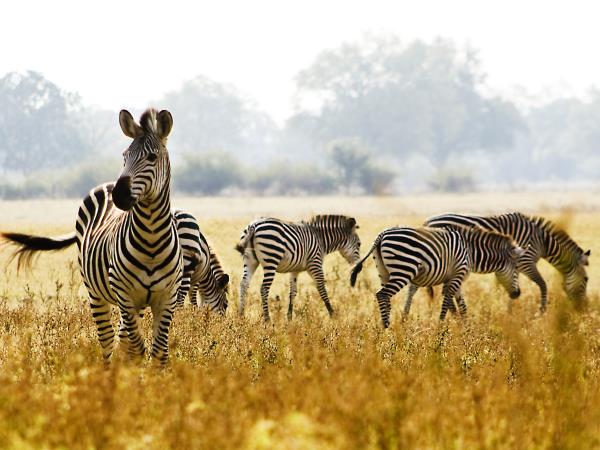 Zambia safari and Victoria Falls holiday