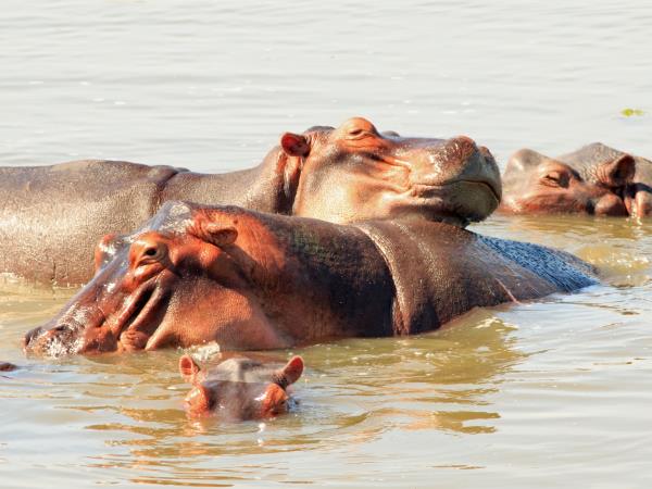 Zambia safari and Victoria Falls holiday