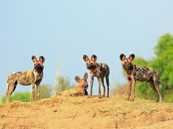 Zambia safari and Victoria Falls holiday