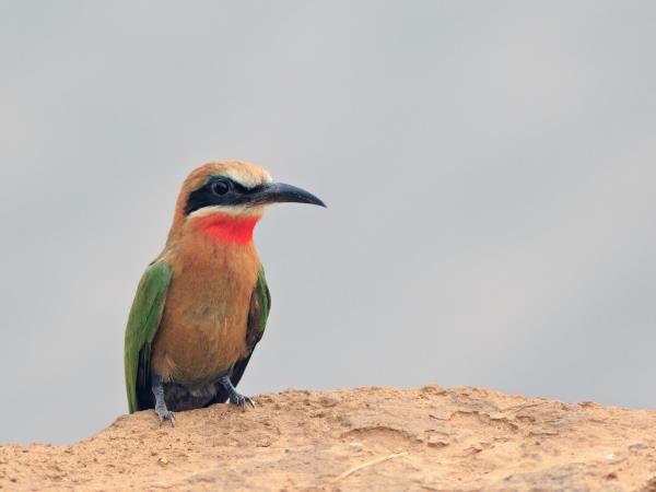 Zambia off the beaten track safari