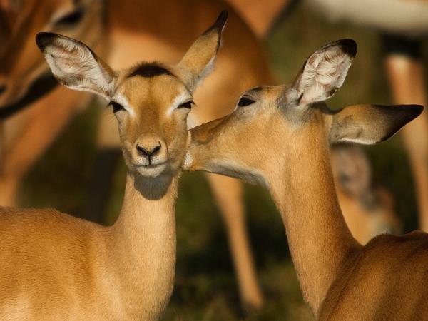 Zambia off the beaten track safari