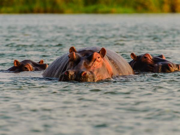 Zambia off the beaten track safari