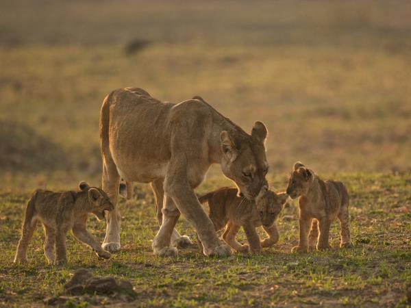 Zambia 8 day safari holiday