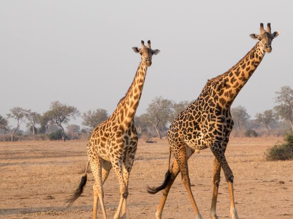 Luxury honeymoon safari in Zambia 