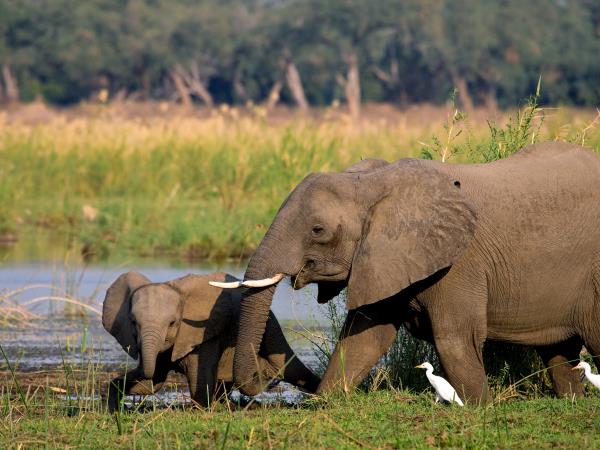 Zambia family safari holiday