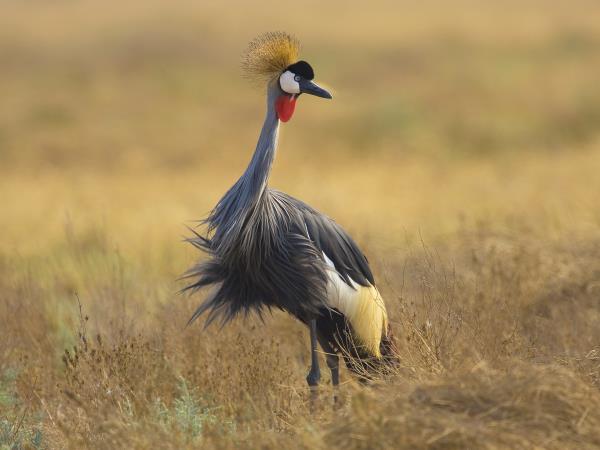 Zambia wildlife safari holiday