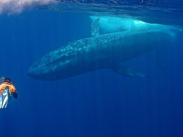 Sri Lanka blue whale vacation