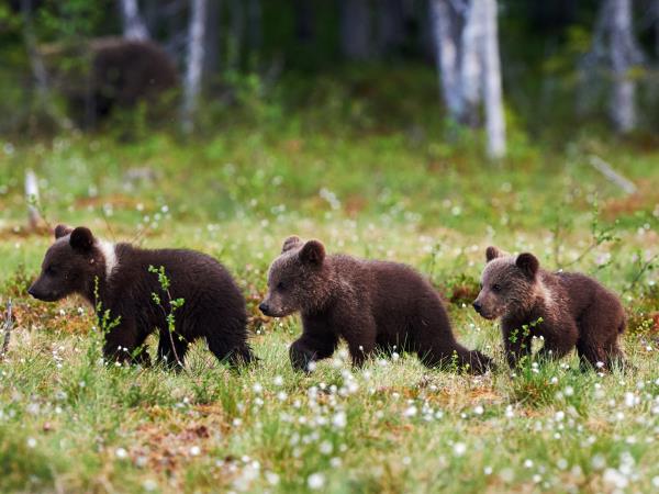 Summer vacation in Finland