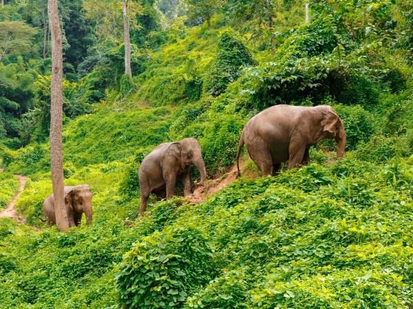 Thailand private tour, culture, cuisine & beaches