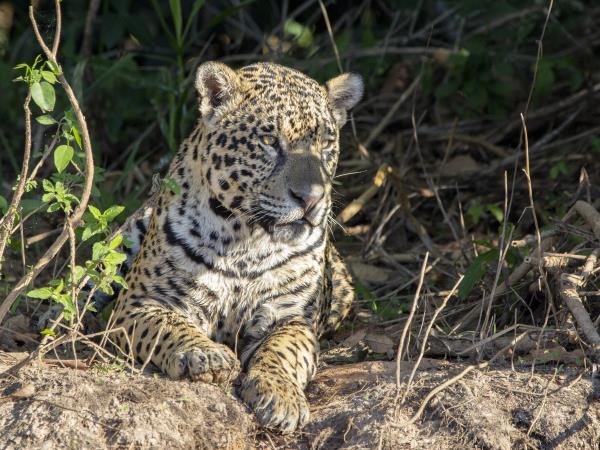 Pantanal wildlife vacation in Brazil