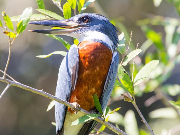 Pantanal wildlife vacation in Brazil