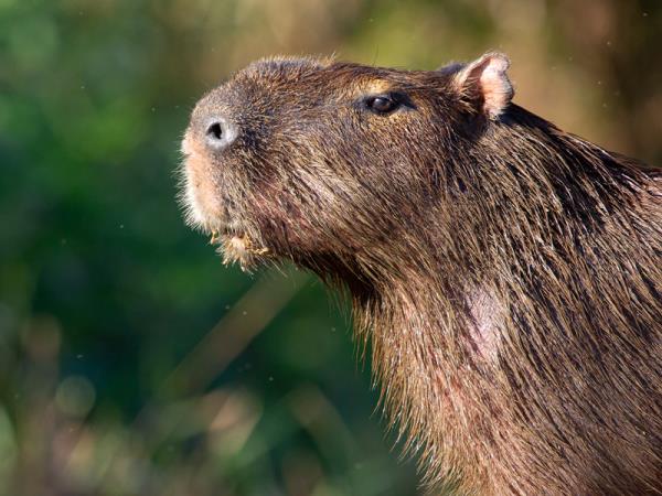 Pantanal wildlife vacation in Brazil