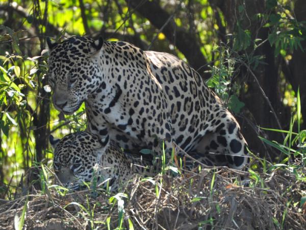 Pantanal wildlife vacation in Brazil
