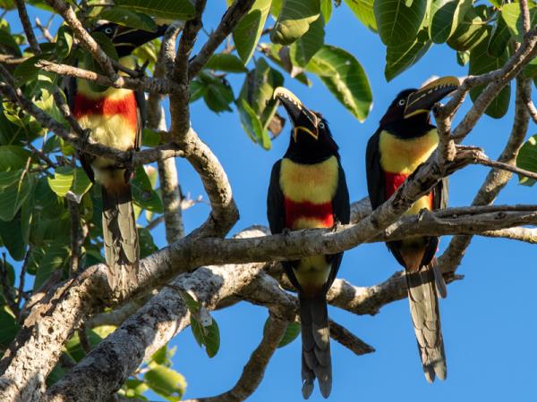 Pantanal wildlife vacation in Brazil
