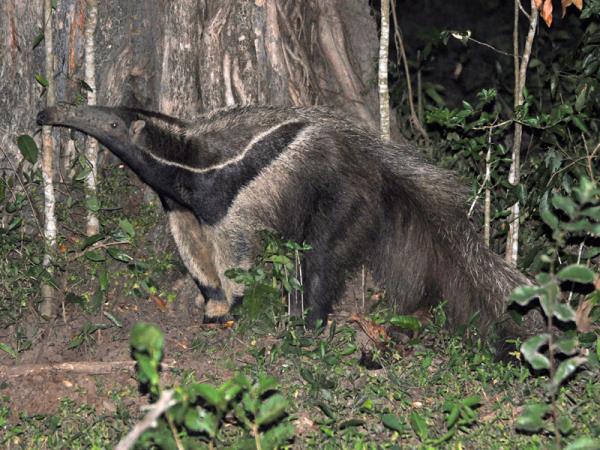 Pantanal wildlife vacation in Brazil