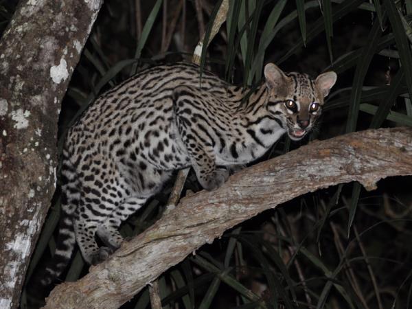 Pantanal wildlife vacation in Brazil