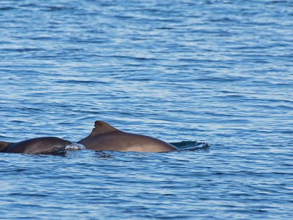 South Argyll wildlife cruises in Scotland