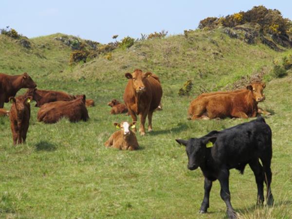 Cruise vacation in Scotland, Inlets and Islands