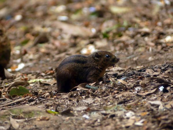 Indonesia wildlife vacation, mammals of Java