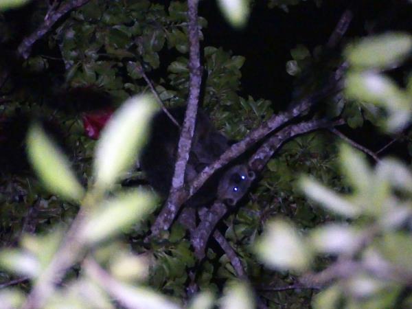 Indonesia wildlife vacation, mammals of Java
