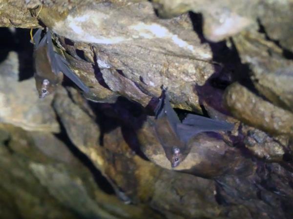 Indonesia wildlife vacation, mammals of Java
