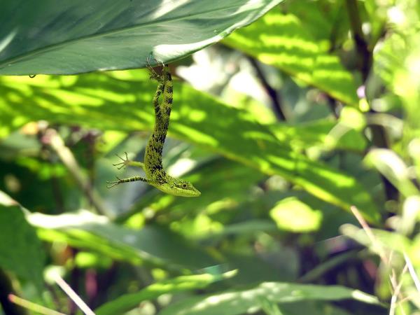 Indonesia wildlife vacation, mammals of Java